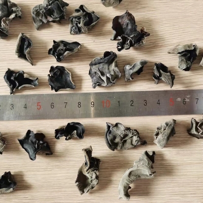冷凍乾燥保存タイプ オーガニック 乾燥黒真菌 大量 4-5CM インドとモロッコから