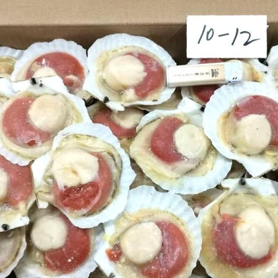 BQF冷凍プロセスで強く推奨される冷凍された半殻貝