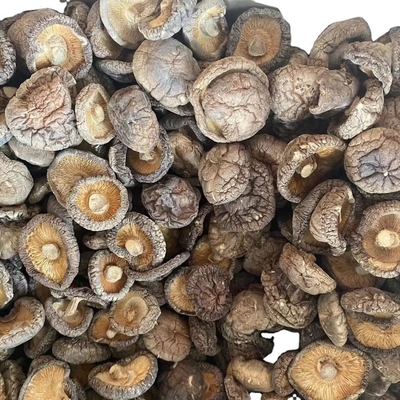 ブラウンライオンマネキビ抽出物 乾燥したシイタケキビ 1kg/袋
