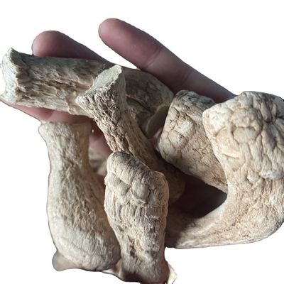 キノコ 散産 シャンピニオン シイタケ 干し シータケ キノコ