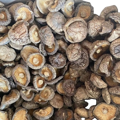 キノコ 散産 シャンピニオン シイタケ 干し シータケ キノコ
